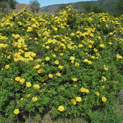 Blady żółty - Róże pienne - z kwiatami hybrydowo herbacianymi - korona zwisająca